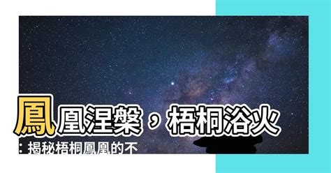 梧桐樹鳳凰|【梧桐鳳凰】鳳凰涅槃，梧桐浴火：揭秘梧桐鳳凰的不解之緣